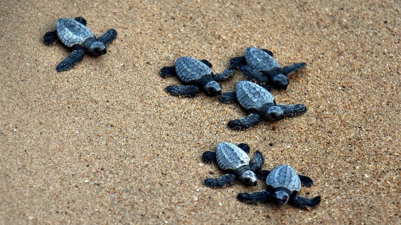 Over 1,100 dead sea turtles found along India's coastline Over 1,100 dead sea turtles found along India's coastline